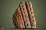 Sigillaria obovata