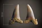 Striatolamia