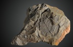 Mariopteris