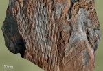 Lepidodendron