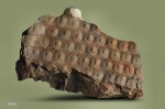 Sigillaria
