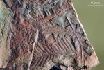 Alethopteris