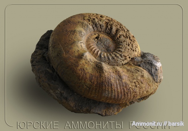 аммониты, юра, Россия