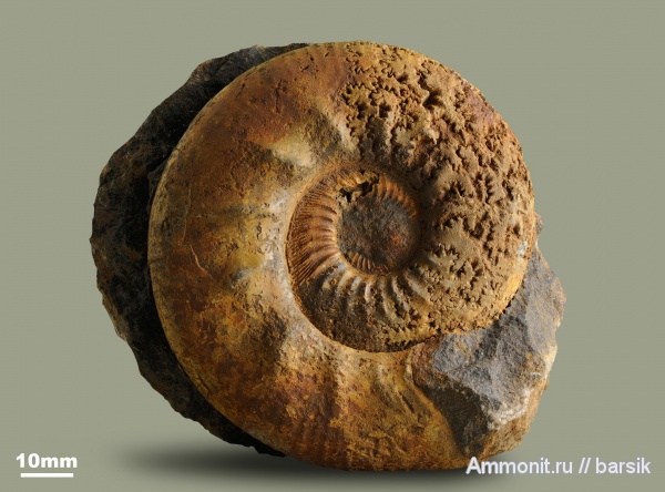 аммониты, юра, Россия, Kepplerites, Kepplerites galilaeii