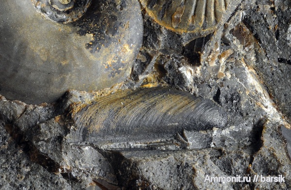 аптихи, Leioceras, Bredyia, Graphoceratidae, аален, Hammatoceratinae