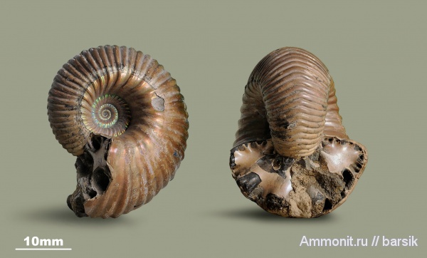 аммониты, юра, Россия, Quenstedtoceras, Eboraciceras, Eboraciceras carinatum, Cardioceratidae, Quenstedtoceratinae