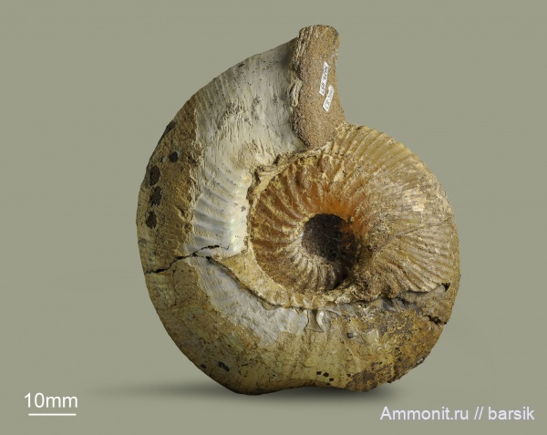 аммониты, юра, Россия, Kepplerites, Kepplerites aigii