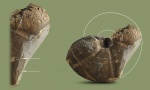 Calliphylloceras platilateralis