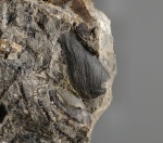 Cornaptychus (ааленские аптихи)