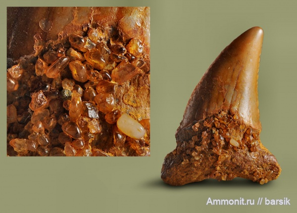 зубы, акулы, Ростовская область