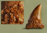 Зуб акулы 2.