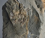 Cyclopteris