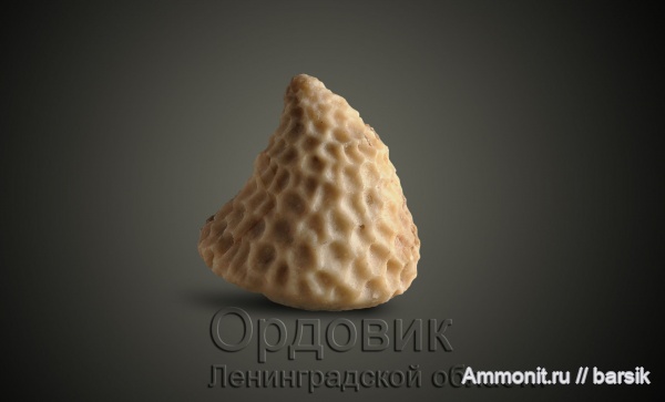 Ордовик Ленинградской области.