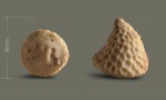 Bolboporites