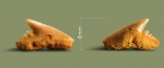 Зуб акулы.Physogaleus.
