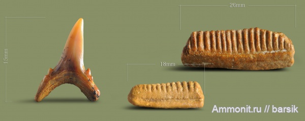 зубы, акулы, Ростовская область