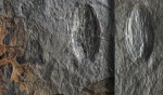 Семечко Trigonocarpus Noeggerathii