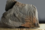 Alethopteris
