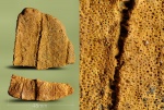 Axopora(Millepora).