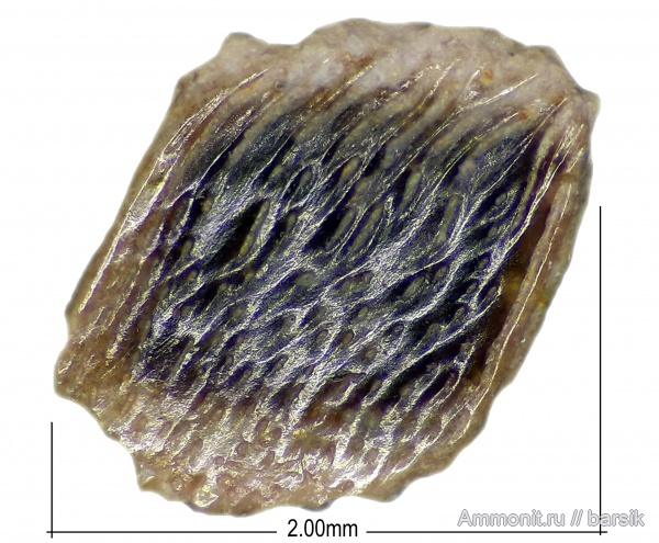 карбон, рыбы, палеозой, Elonichthys sp