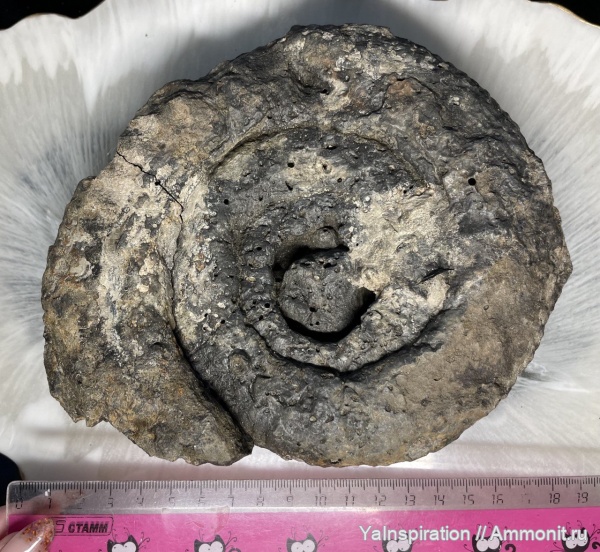 аммониты, Dorsoplanites, Ammonites, Лопатинский рудник