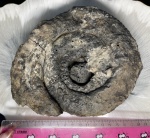Dorsoplanites