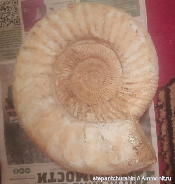 Perisphinctes