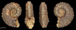 Kosmoceras sp.