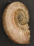 Шипастый Kosmoceras cf. posterior