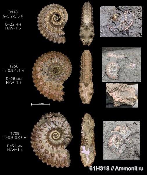 аммониты, юра, Kosmoceras, келловей, ушки, устье, Gulielmiceras, Змеинка
