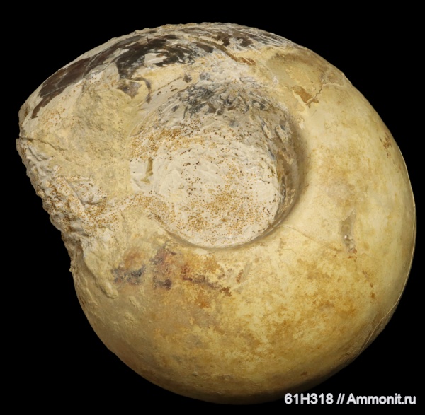 юра, келловей, Rondiceras, Cardioceratidae