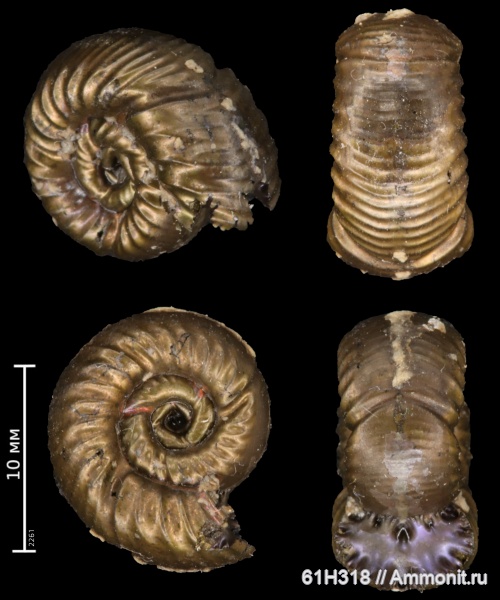 юра, оксфорд, Perisphinctidae, Alligaticeras