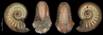 Goliathiceras sp.?