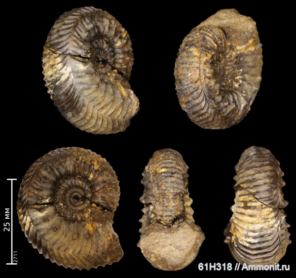 юра, нижний келловей, келловей, Kepplerites, прижизненные повреждения, Исады, ammonoid sublethal injuries, gowericeras curtilobus