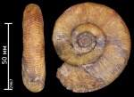Binatisphinctes sp.