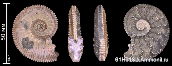 юра, Kosmoceras, келловей, средний келловей, Михайловцемент, лопастные линии, зона Coronatum