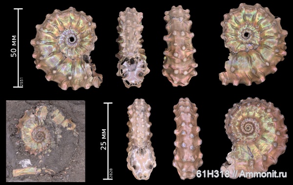 юра, Kosmoceras, келловей, средний келловей, Михайловцемент, ушки, Spinikosmoceras, зона Coronatum