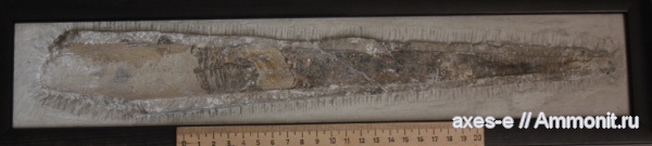 актиноцерасы, Калужская область, Actinocerida