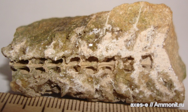 актиноцерасы, визе, Actinocerida, Ланьшинский карьер