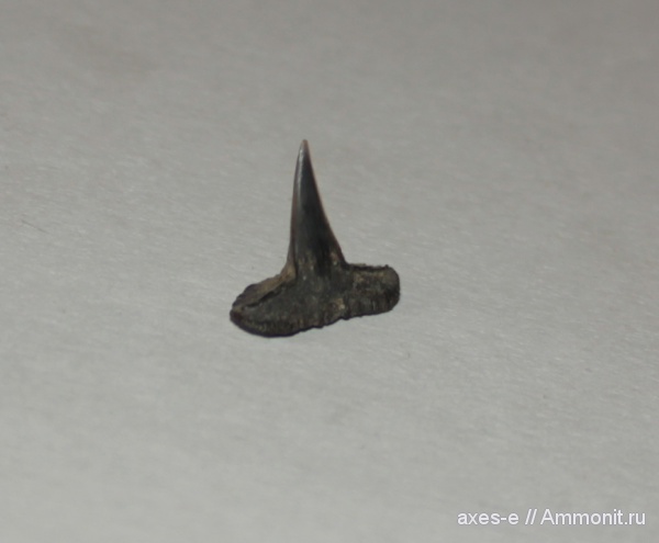 зубы, акулы, Sphenodus, teeth, sharks