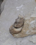 Ядро Palaeostylus sp? усыпанное кристаллами.