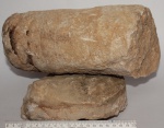 Rayonnoceras giganteum