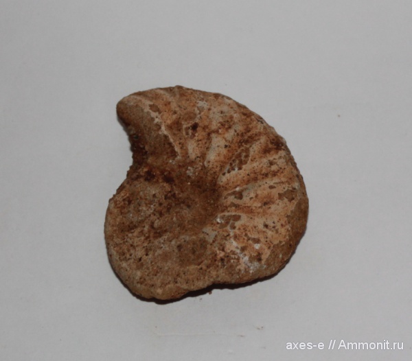 мел, сеноман, Schloenbachia, Никольское, Cenomanian, Cretaceous