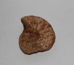 Schloenbachia varians