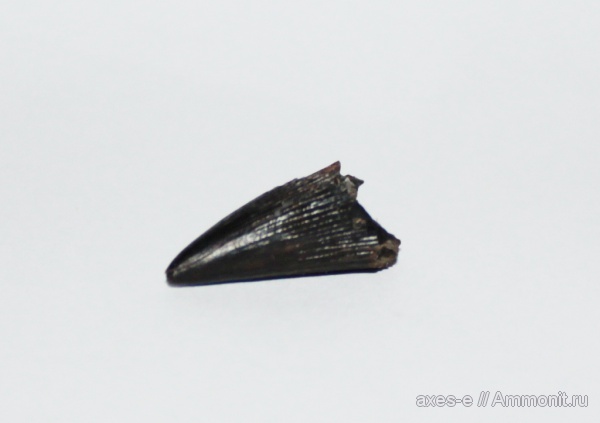 юра, водные рептилии, зубы, Мневники, зона Epivirgatites nikitini, Jurassic, teeth