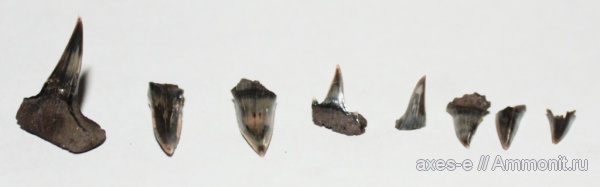 зубы, акулы, Мневники, Sphenodus, зона Epivirgatites nikitini, teeth, sharks