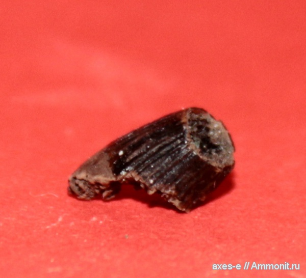 юра, водные рептилии, зубы, Мневники, зона Epivirgatites nikitini, Jurassic, teeth