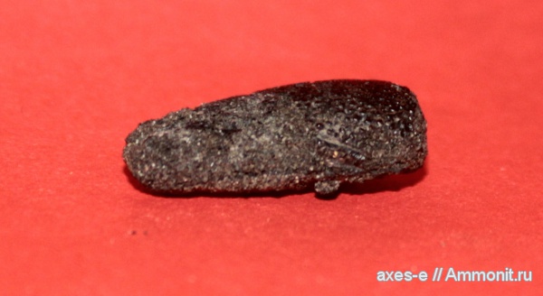 юра, ракообразные, Мневники, зона Epivirgatites nikitini, Jurassic