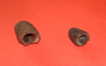 Спирулиды Chalalabelus sp.