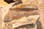 Calamites